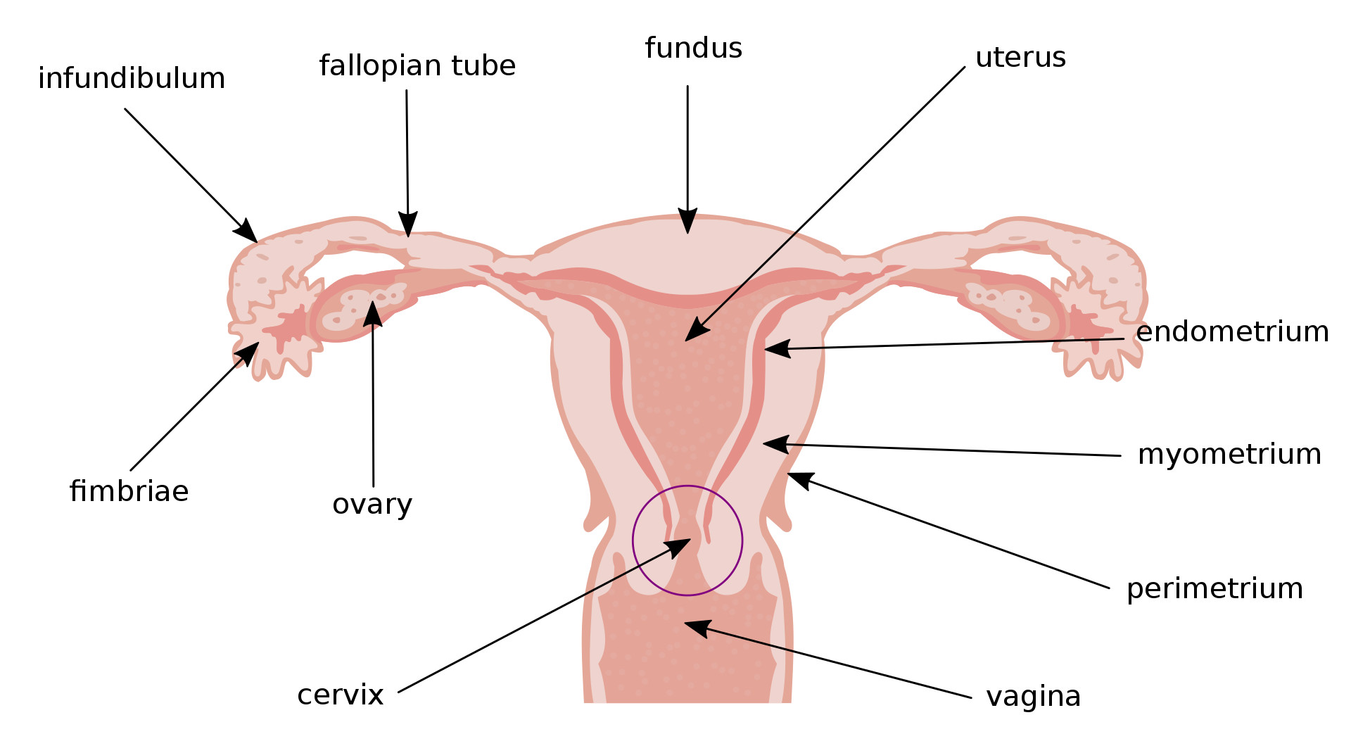 Xóa mờ cổ tử cung